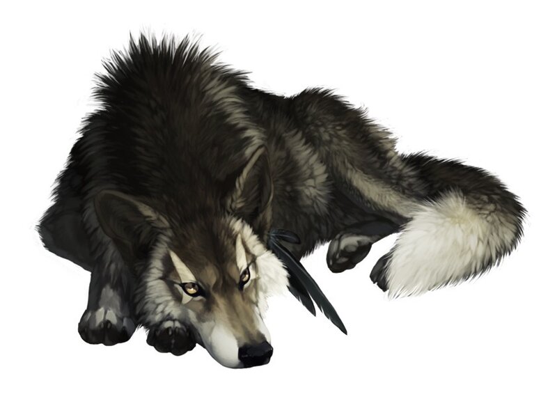 Black and White Wolf