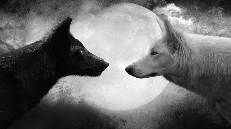 Black and White Wolves — Dramatic, Night, Digital Art
