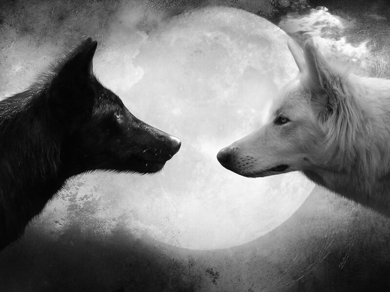 Black and White Wolves — Dramatic, Night