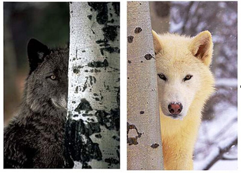 Black and White Wolves — Gray