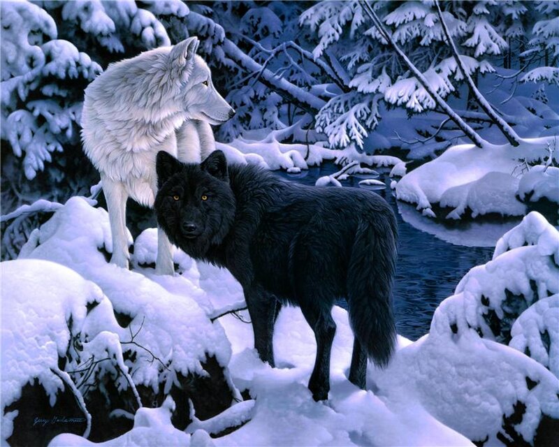 Black and White Wolves — Serene