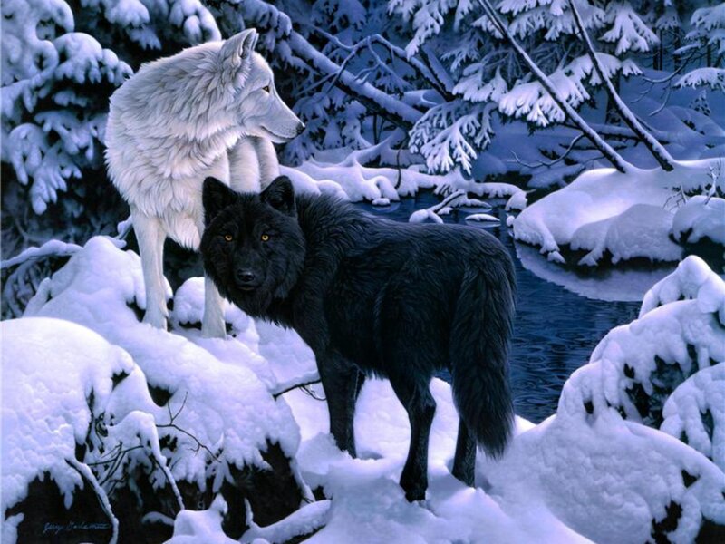 Black and White Wolves — Serene, Winter