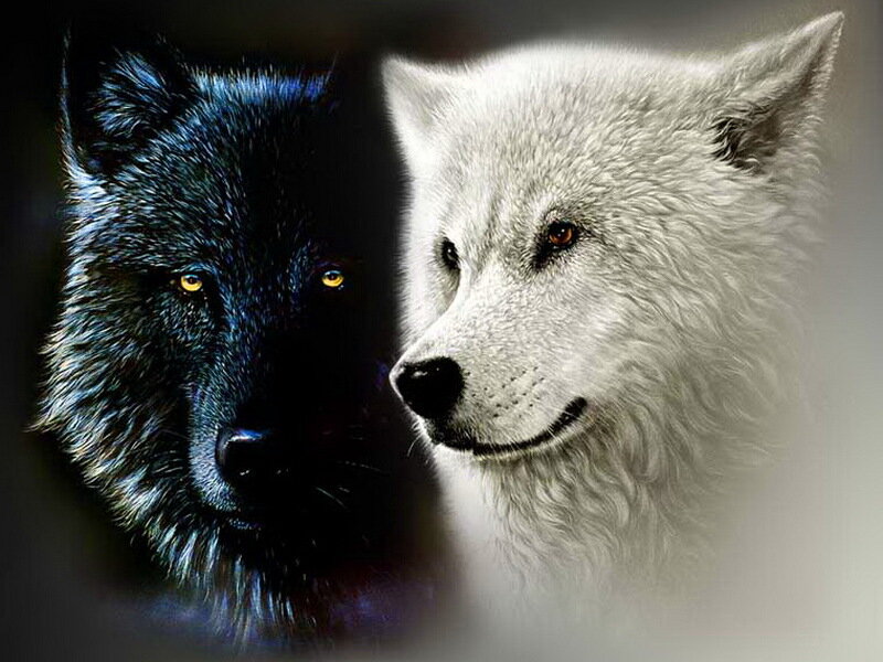 Black and White Wolves