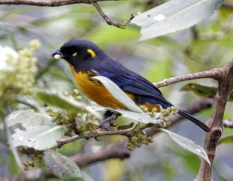 Black-and-yellow Bird
