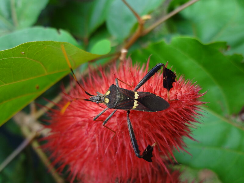 Black and Yellow Bug