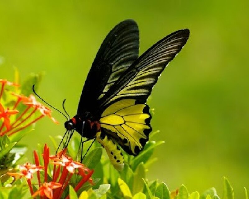 Black and Yellow Butterfly — Calm, Afternoon, Photograph, Flower, Leaf