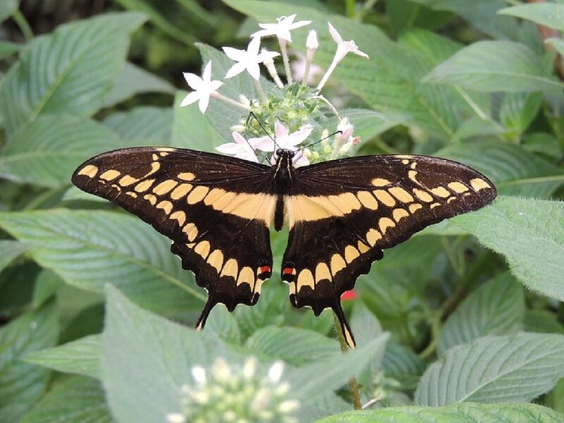 Black and Yellow Butterfly — Calm, Afternoon, Photograph, Flowers, Green Leaves