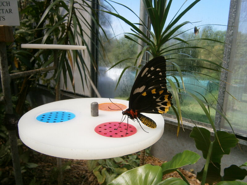 Black and Yellow Butterfly — Calm, Afternoon, Photograph, Plant