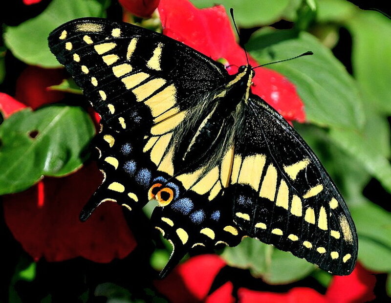 Black and Yellow Butterfly — Calm, Afternoon