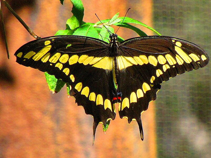 Black and Yellow Butterfly — Calm, Photograph