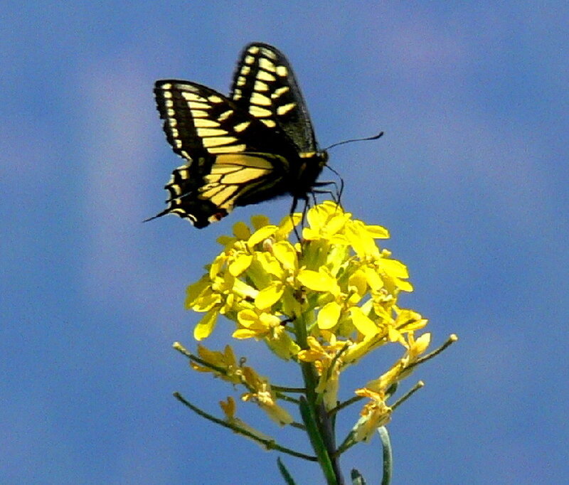 Black and Yellow Butterfly — Calm