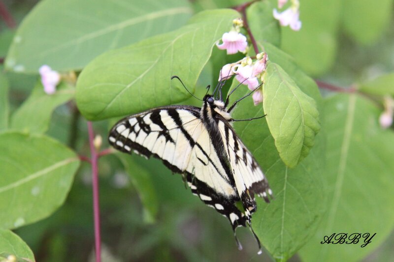 Black and Yellow Butterfly — Green, Calm, Afternoon, Photograph