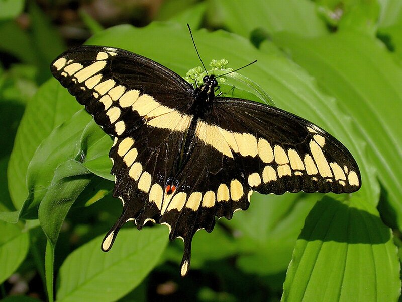 Black and Yellow Butterfly — Green, Calm, Afternoon