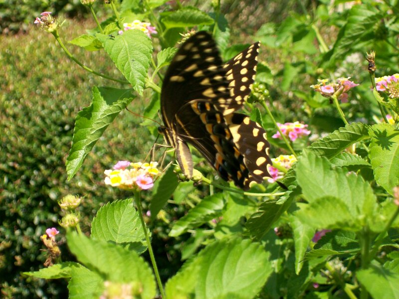 Black and Yellow Butterfly — Green, Calm