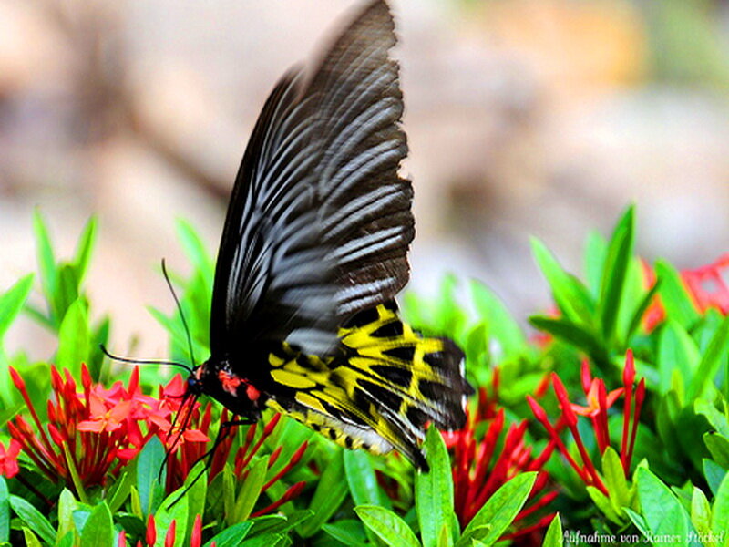 Black and Yellow Butterfly — Green, Natural