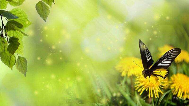 Black and Yellow Butterfly — Green, Serene