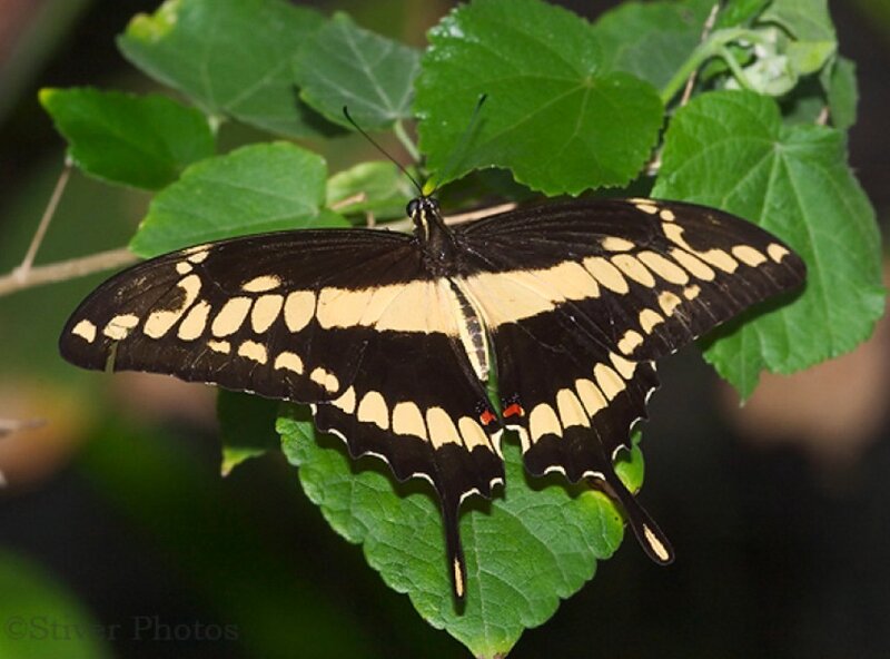 Black and Yellow Butterfly — Green