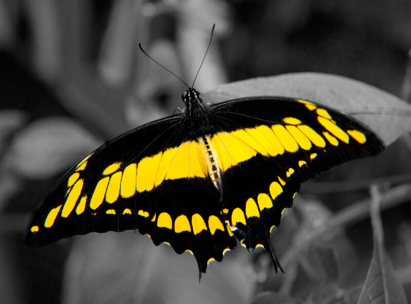 Black and Yellow Butterfly — Natural, Photograph