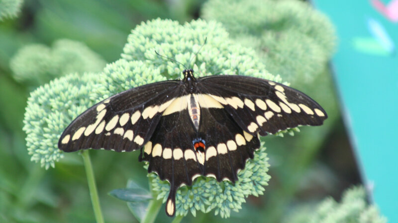 black and yellow butterfly on flower