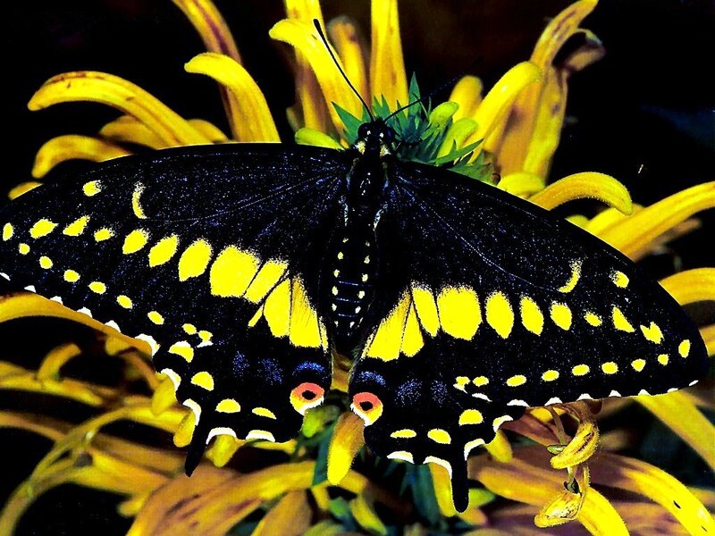 black and yellow butterfly on flower