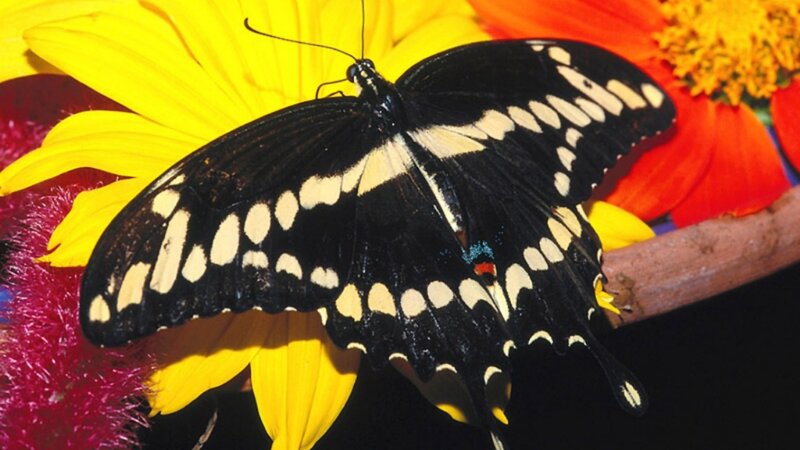 black and yellow butterfly on flower