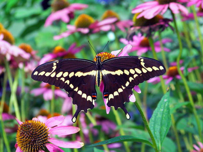 Black and Yellow Butterfly — Pink, Calm