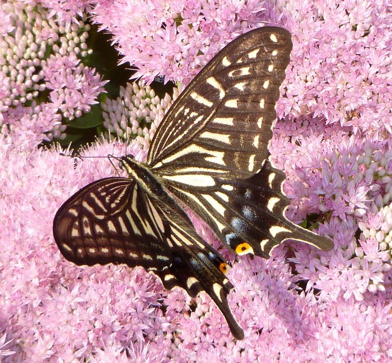 Black and Yellow Butterfly — Pink
