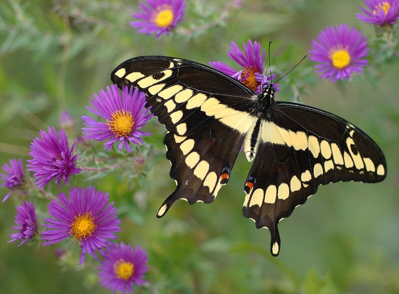 Black and Yellow Butterfly — Purple, Calm