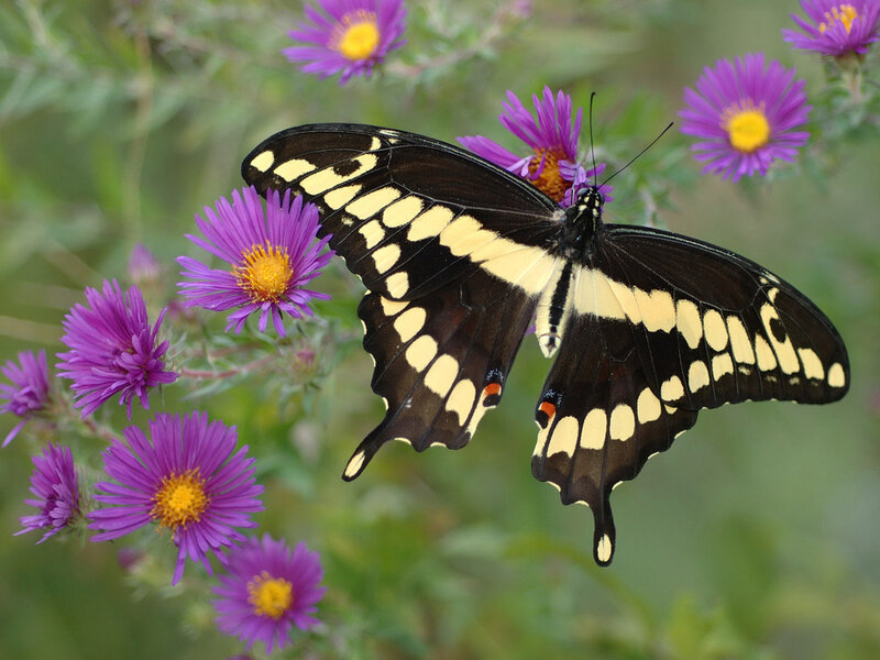Black and Yellow Butterfly — Purple, Serene