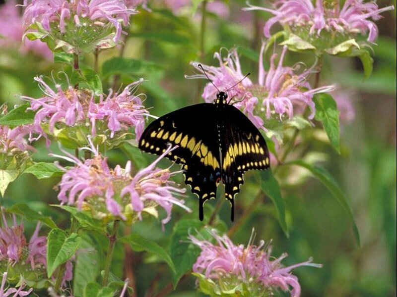 Black and Yellow Butterfly — Purple