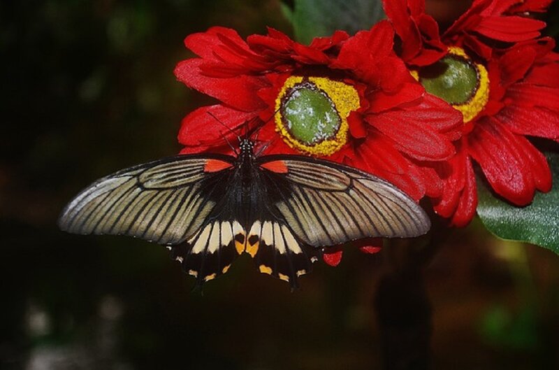 Black and Yellow Butterfly — Red, Natural