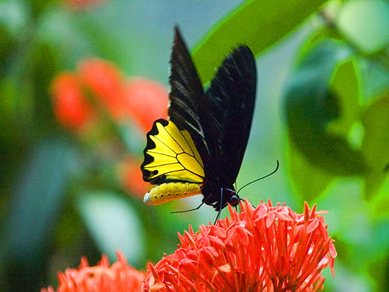 Black and Yellow Butterfly — Red
