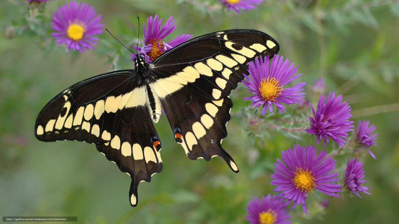 Black and Yellow Butterfly — Serene, Summer