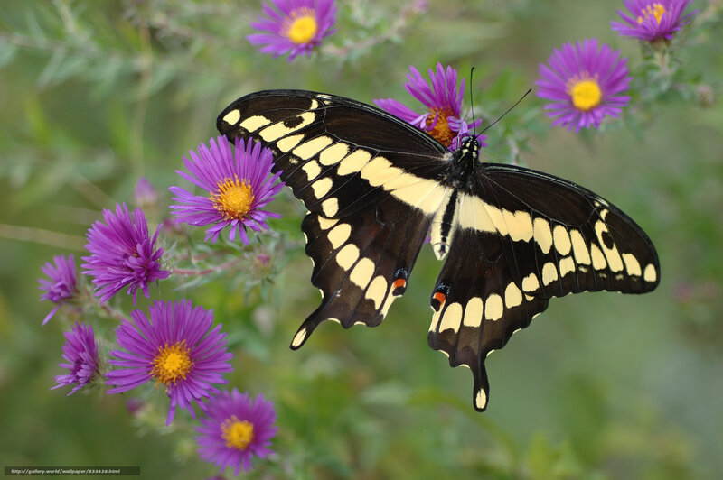 Black and Yellow Butterfly — Serene