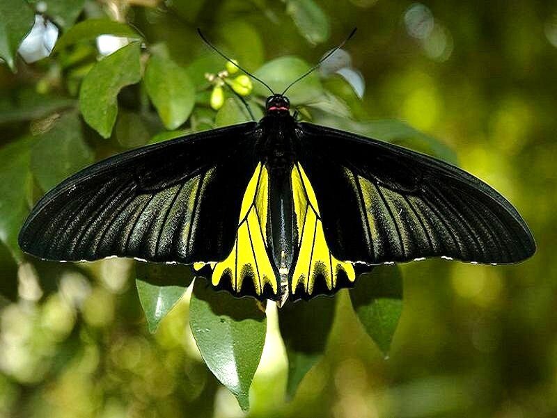 black and yellow butterfly