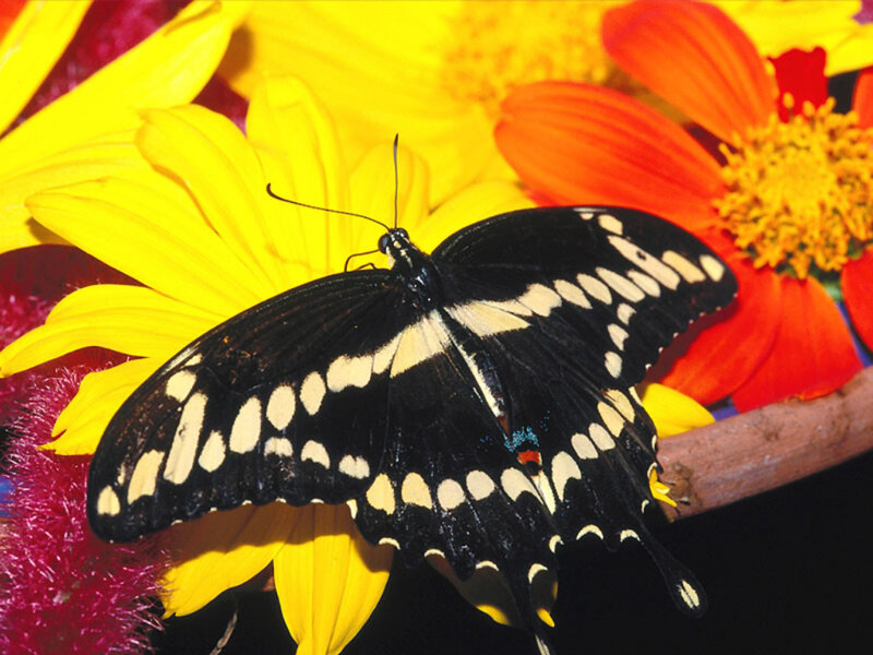 Black and Yellow Butterfly — Vibrant, Photograph, Flower, Petal