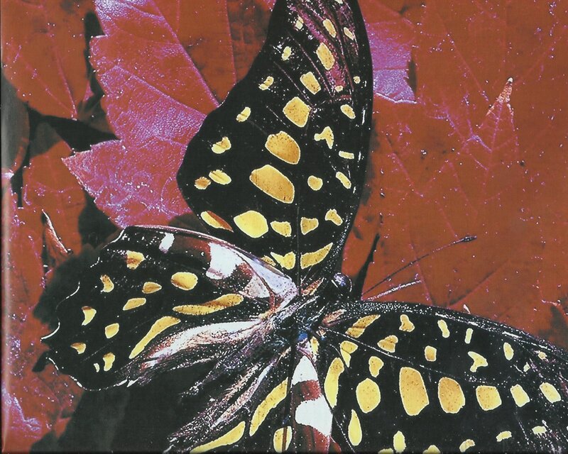 Black and Yellow Butterfly — Vibrant, Photograph