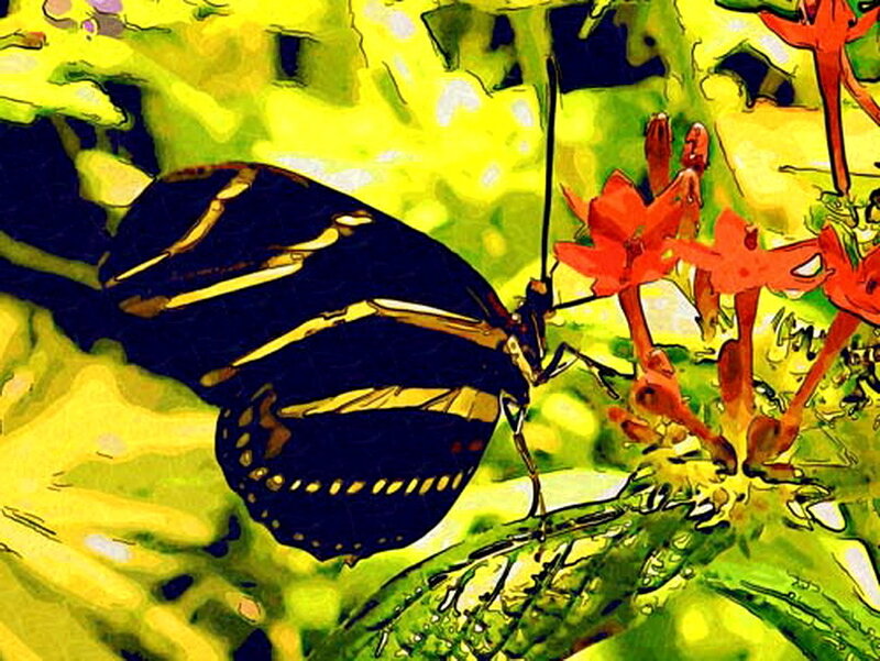 Black and Yellow Butterfly — Vibrant