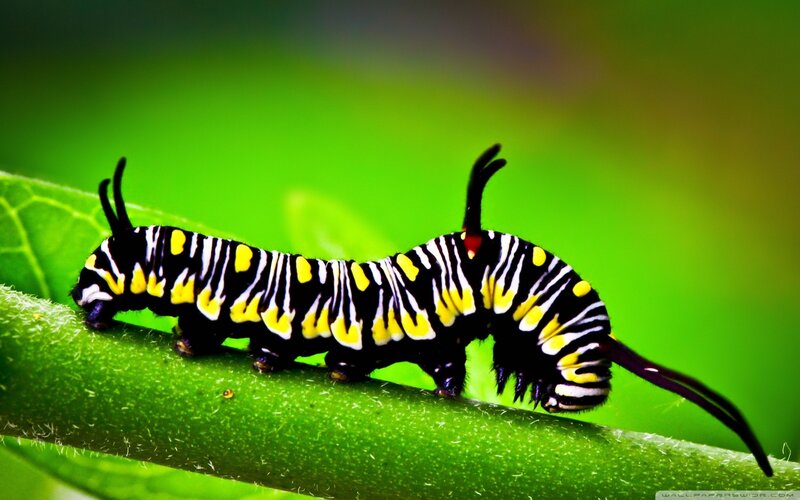 Black and Yellow Caterpillar — Green, Natural