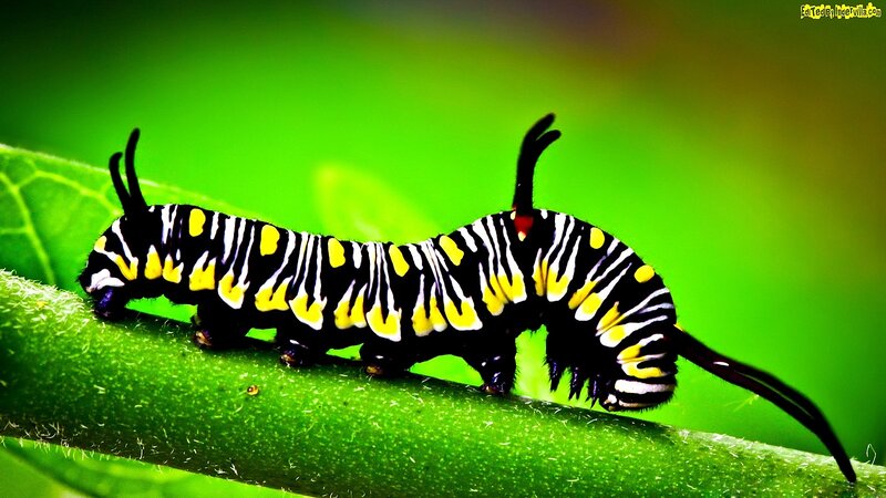 Black and Yellow Caterpillar — Green