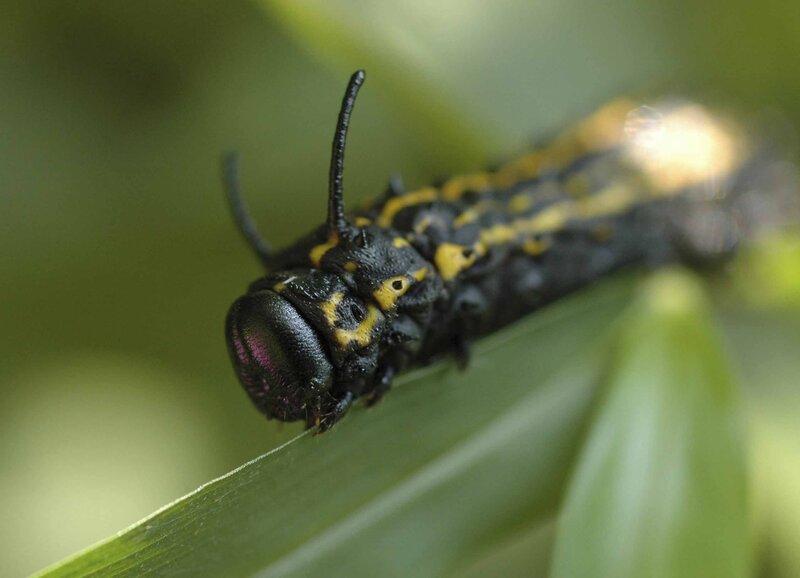 black and yellow caterpillar