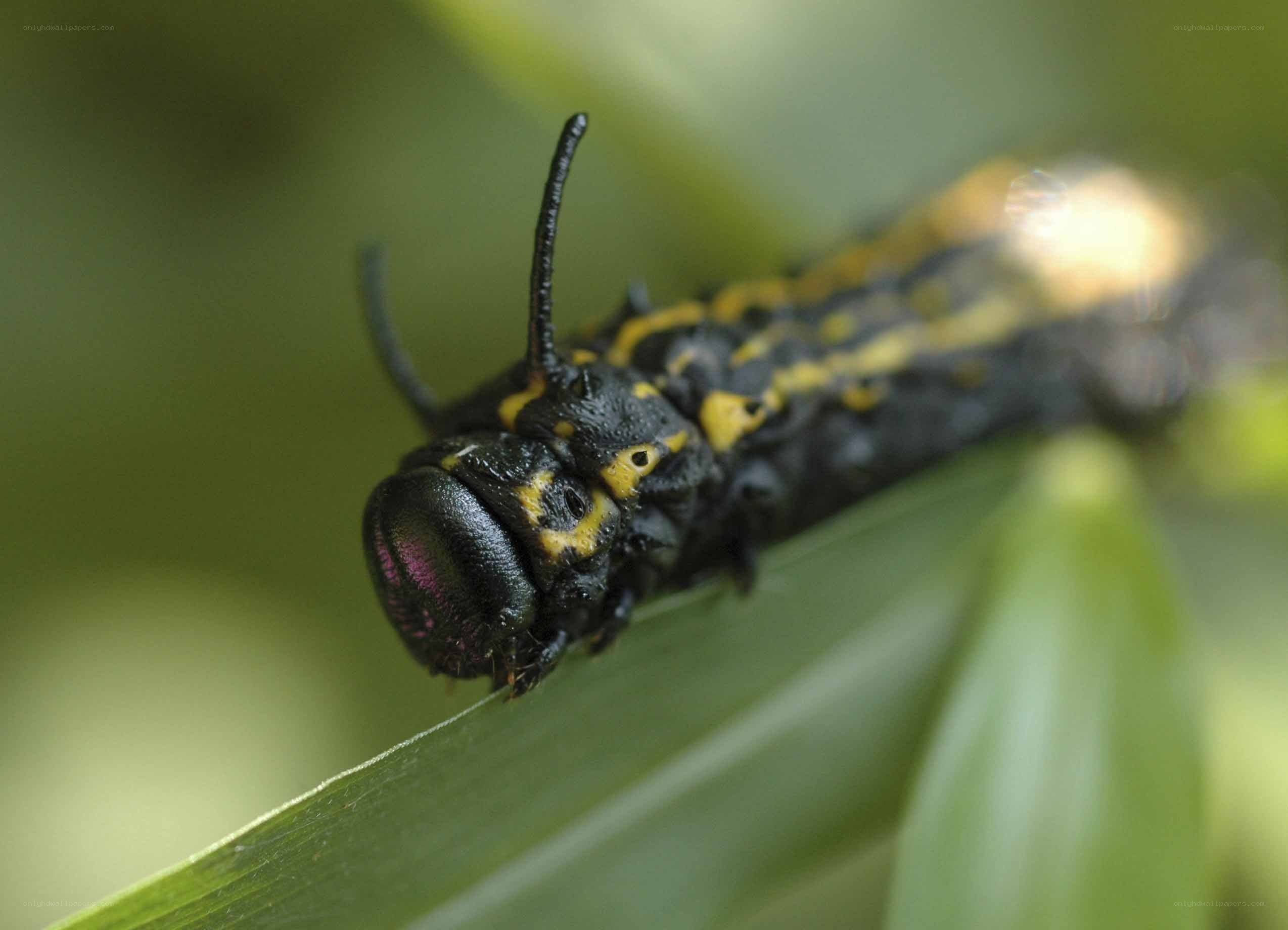 black and yellow caterpillar