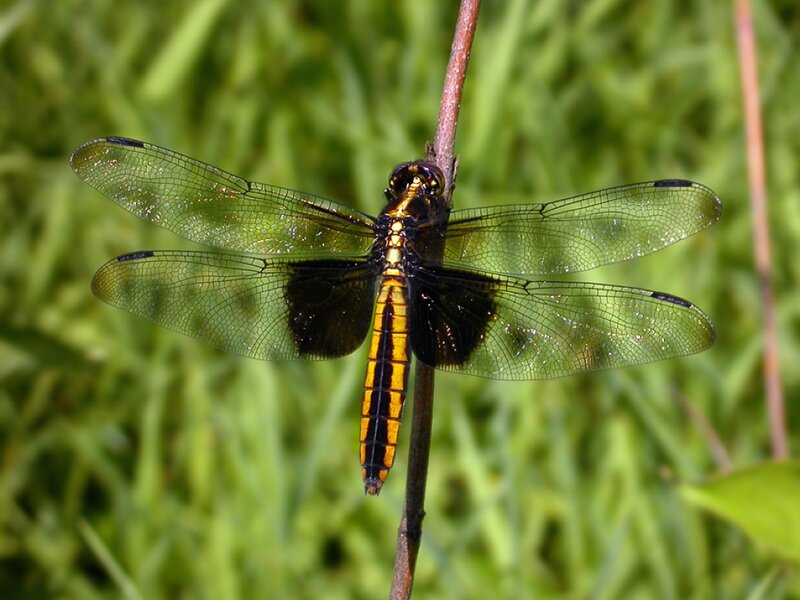 Black and Yellow Dragonfly