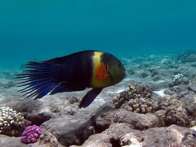 Black and Yellow Fish