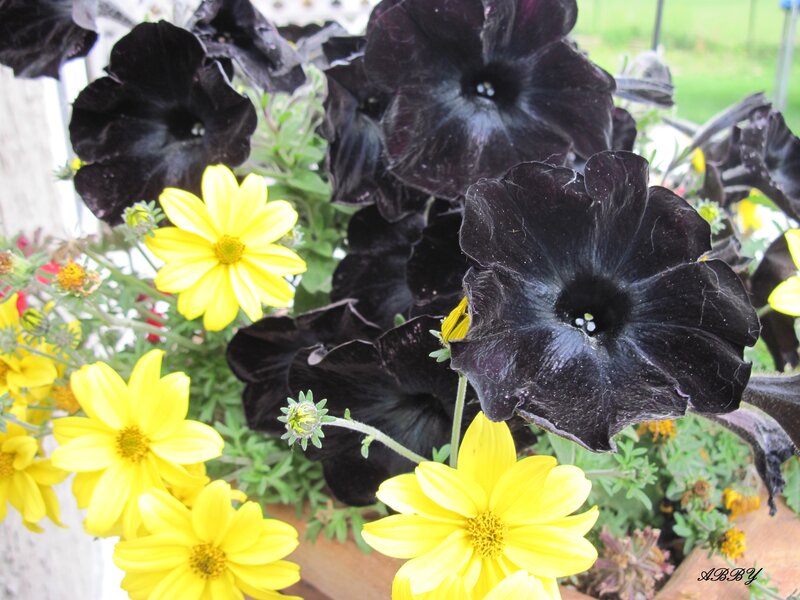 Black and Yellow Flowers — Calm