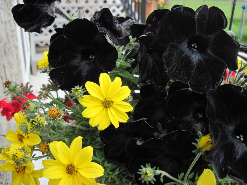Black and Yellow Flowers