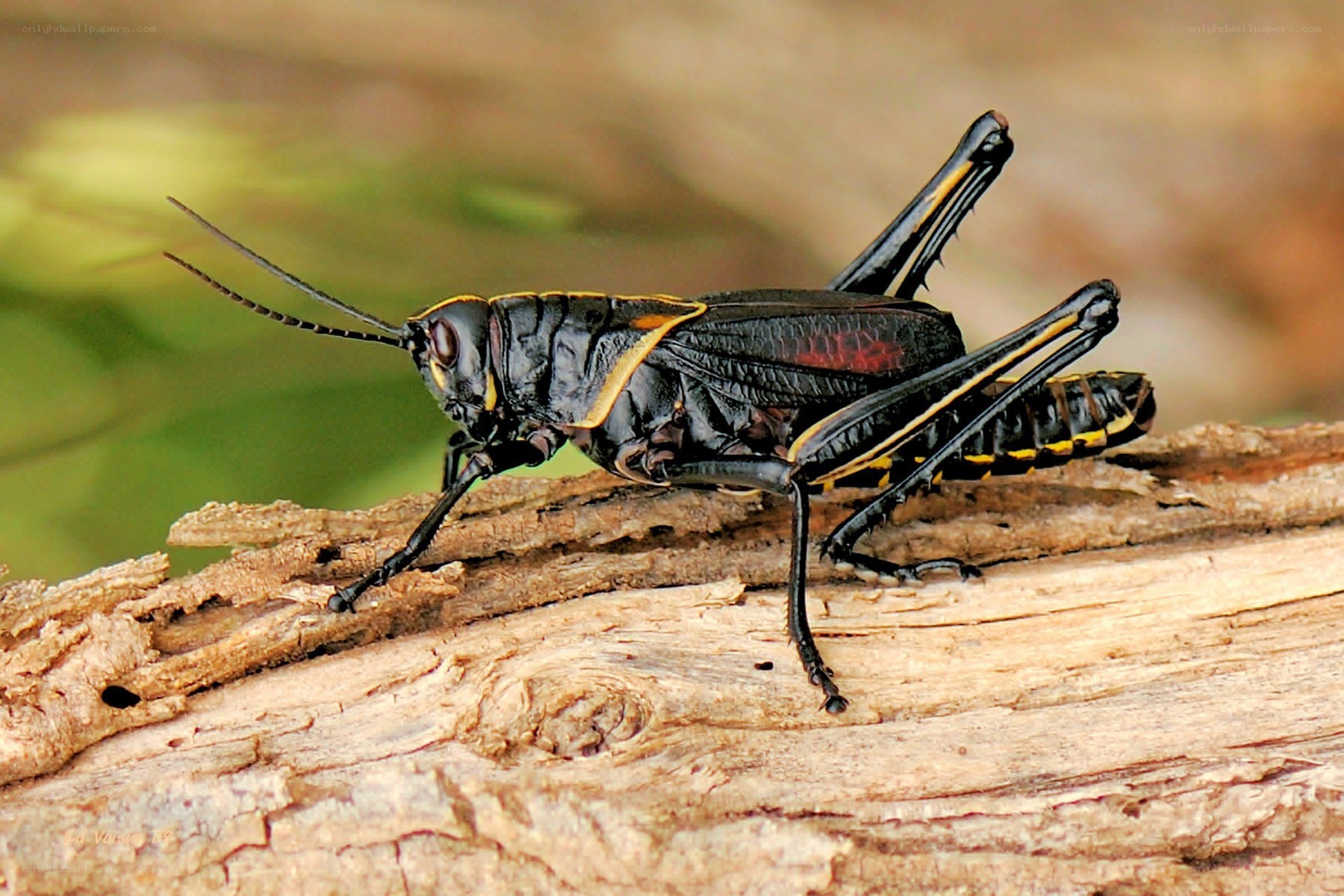 black and yellow grasshopper on wood