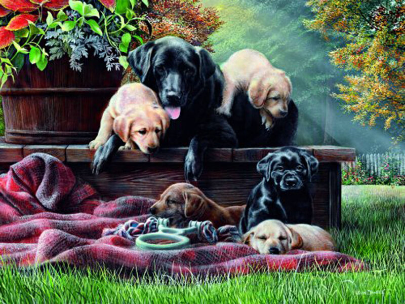 Black and Yellow Lab Puppies — Green
