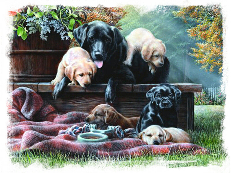 Black and Yellow Lab Puppies