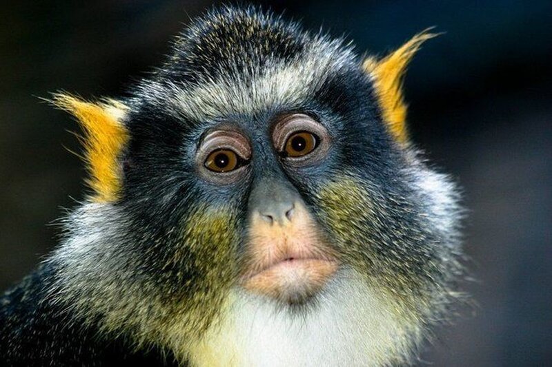 Black and Yellow Monkey